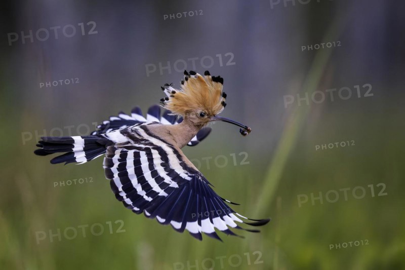 Hoopoe (Upupa epops) with caterpillar as food, prey, adult bird, Bird of the Year 2022, erect cap, flying, wings spreading, sunrise, Middle Elbe Biosphere Reserve, Saxony-Anhalt, Germany, Europe