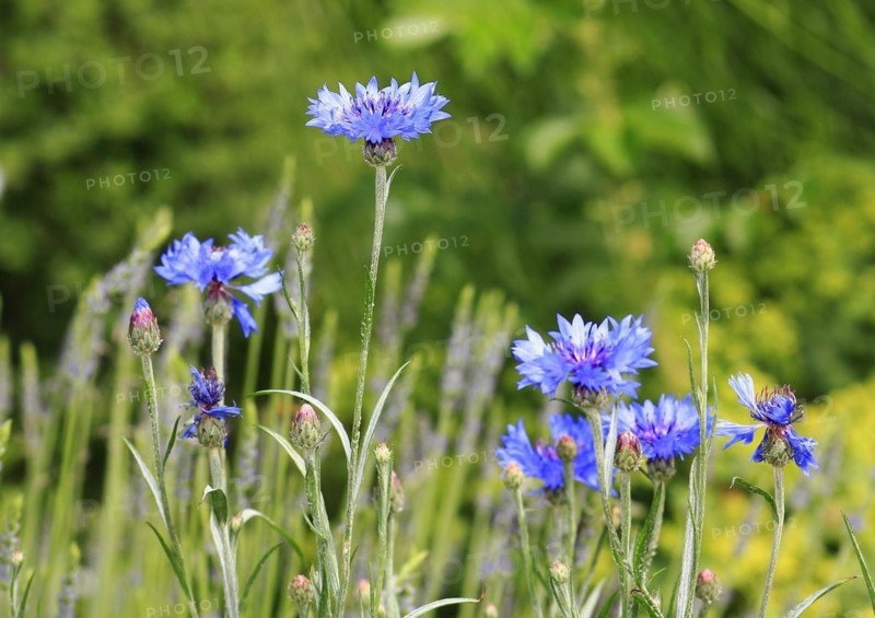 Cornflowers (Centaurea cyanus), North Rhine-Westphalia, Germany, Europe