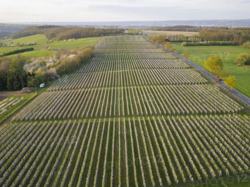 Orchards in bloom near Wittgensdorf in the Eastern Ore Mountains, Wittgensdorf, Saxony, Germany, Europe