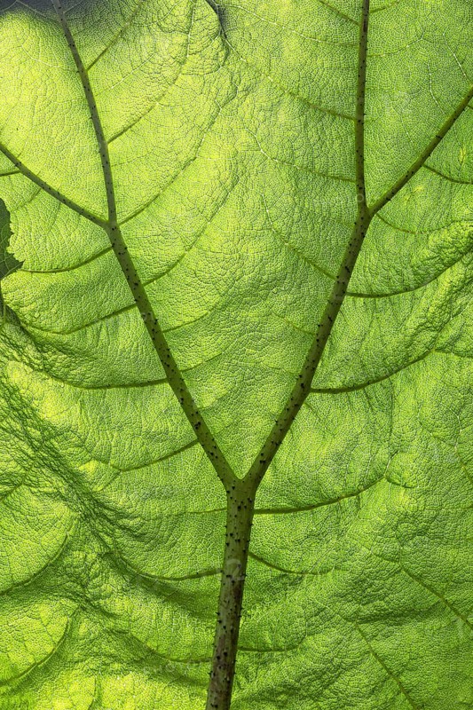 Macro image of a green leaf, showing the veins and structure in detail, illuminated by light