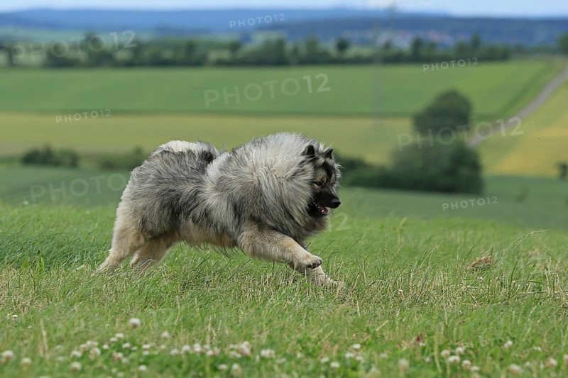 Wolfspitz, Keeshond