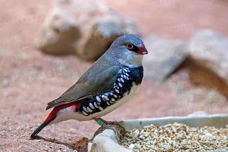 Diamond Finch (Stagonopleura guttata) or Diamond Finch), captive, Germany, Europe