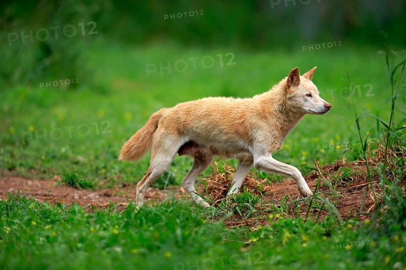 Dingo (Canis lupus dingo), adult, running, Australia, Oceania