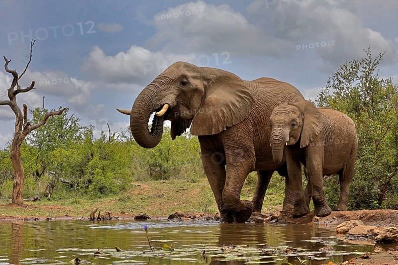 African elephant (Loxodonta africana), adult, bull, male, young, bull with young, at the water, drinking, Kruger National Park, Kruger National Park, South Africa, Africa