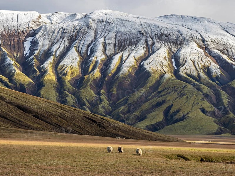 Sheep grazing in the open landscape, early snow on mountain range, along road Landmannaleid F225, Fjallabak Nature Reserve, Iceland, Europe