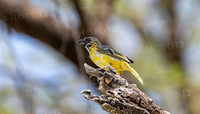 Village weaver (Ploceus cucullatus) on a branch, non-breeding male, Etosha National Park, Namibia, Africa