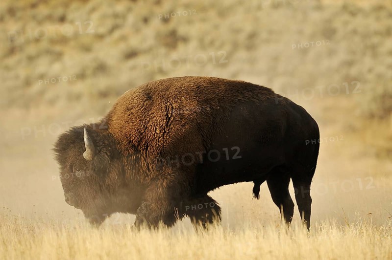 American bison (Bos bison, Bison bison), male, Yellowstone National Park, Wyoming, USA, North America