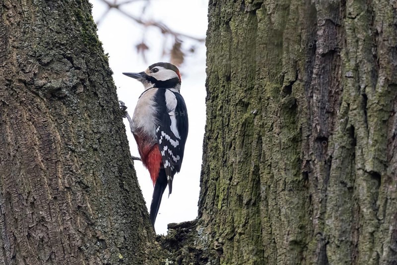 Great spotted woodpecker (Dendrocopos major) on tree trunk, Hesse, Germany, Europe
