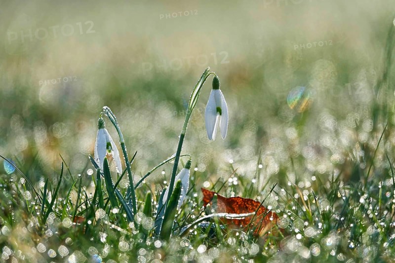 Snowdrops with morning dew, February, Germany, Europe