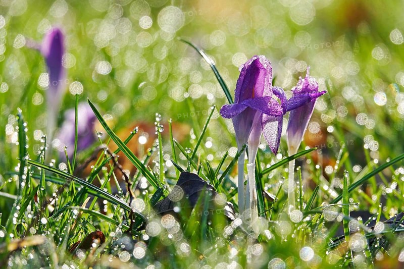 Crocus blossom, winter morning, February, Germany, Europe