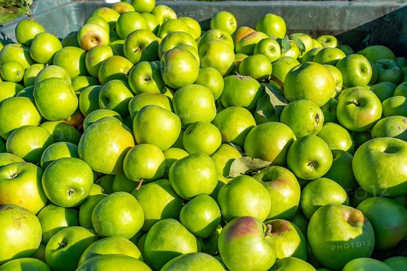 Apple-growing region in the Adige Valley, South Tyrol, large areas under cultivation, in South Tyrol over 18, 400 hectares, cultivated by over 7000 fruit growers, during the harvest season, Italy, Europe