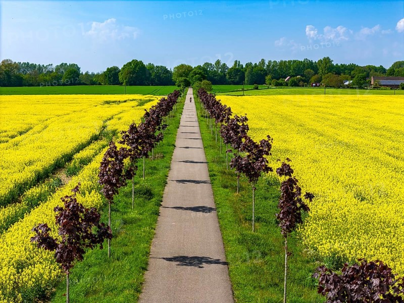 The avenue cycle path between Xanten and Marienbaum, Kalkar, on the Lower Rhine, former railway line, now part of a cycle path network, spring, rape field in bloom, Xanten, North Rhine-Westphalia, Germany, Europe