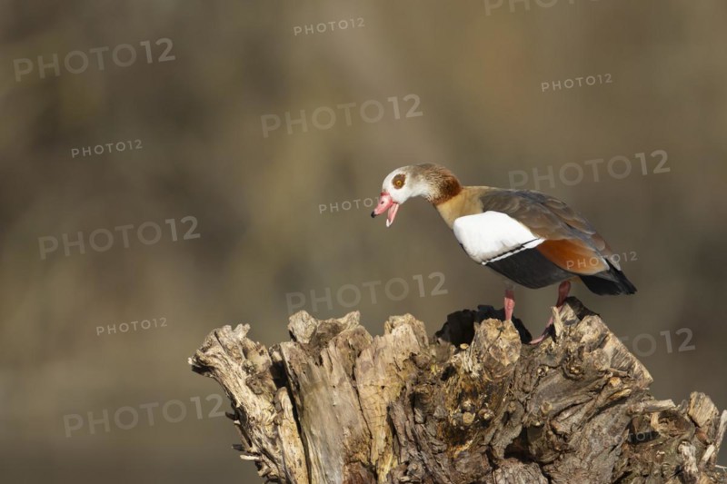 Egyptian goose (Alopochen aegyptiaca) adult bird calling on a tree stump, Suffolk, England, United Kingdom, Europe