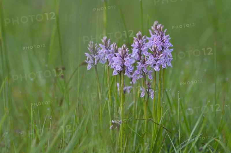 Moorland spotted orchid (Dactylorhiza maculata), flowering wild orchid, Lower Rhine, North Rhine-Westphalia, Germany, Europe