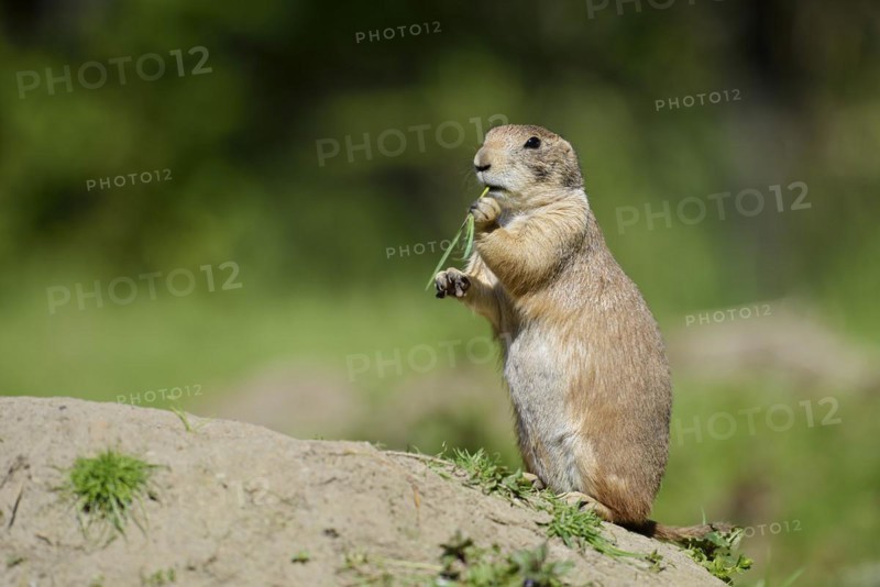 Black-tailed prairie dog (Cynomys ludovicianus) foraging, captive, occurring in North America