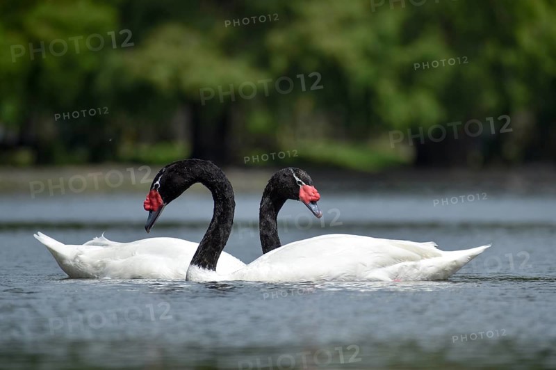 A pair of Black-necked swans (Cygnus melancoryphus) on a lake in a park in Buenos Aires, Argentina, South America