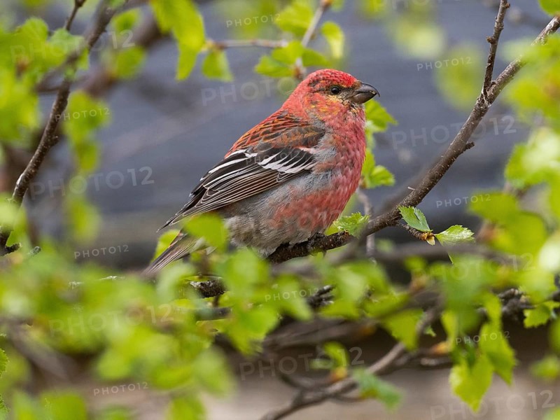 Pine Grosbeak (Pinicola enucleator), adult male perched in a birch tree, May, Finnish Lapland