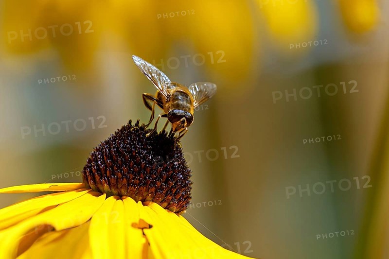 Hoverfly (Syrphidae) sits on a sunflower (Rudbeckia hirta), Baden-Württemberg, Germany, Europe