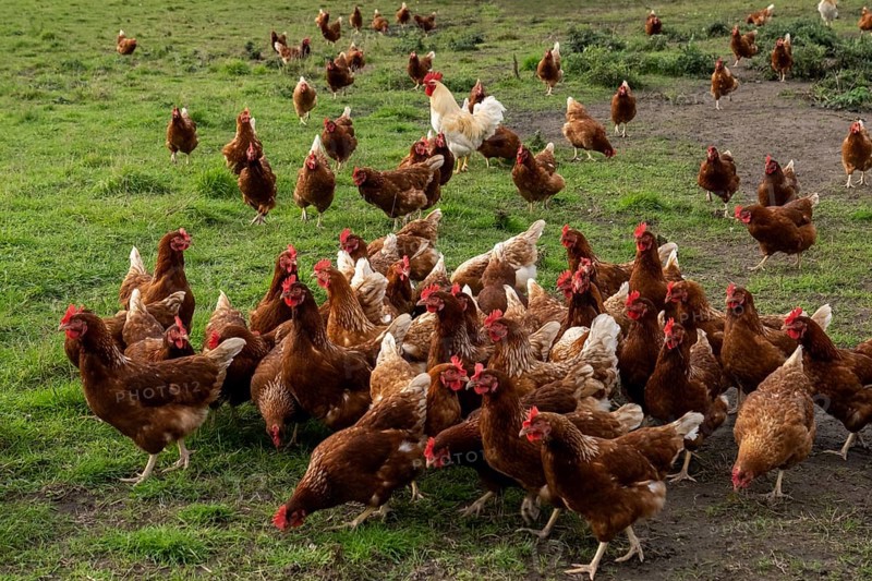 Chickens in a meadow (Gallus gallus domesticus), Münsterland, North Rhine-Westphalia, Germany, Europe