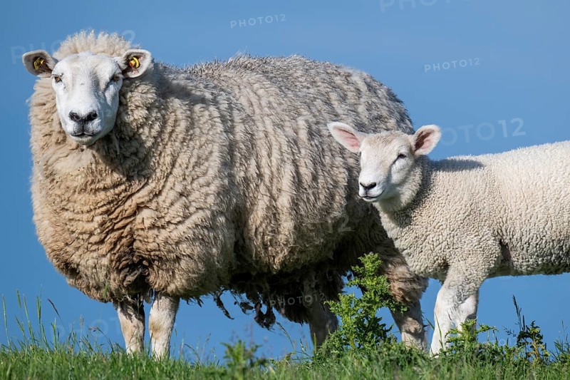 Ewe with lamb on the dyke, Hauke-Haien-Koog, North Frisia, Schleswig-Holstein, Germany, Europe