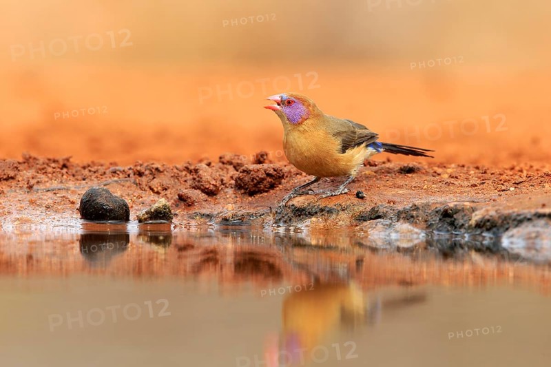 Garnet deer (Granatina granatina), adult, female, drinking, at the water, Kruger National Park, Kruger National Park, Krugerpark, South Africa, Africa