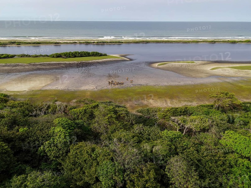 Red buffalo or forest buffalo (Syncerus nanus) on a beach in Loango National Park, Parc National de Loango, Atlantic Ocean, aerial view, Ogooué-Maritime Province, Gabon, Africa