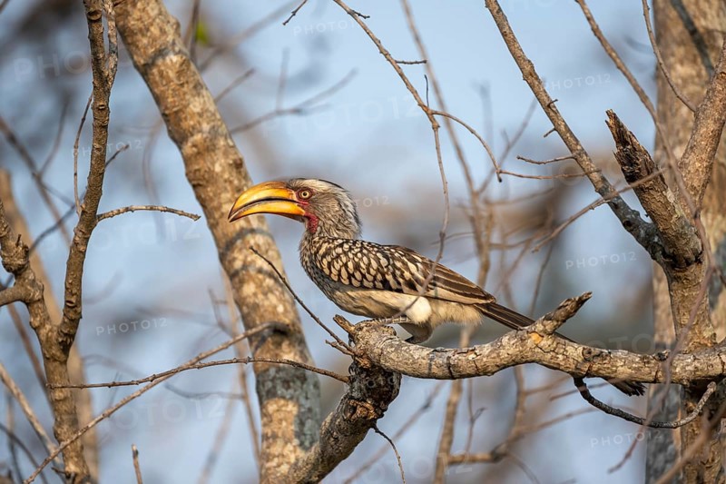 Red-ringed Hornbill (Tockus leucomelas) sitting on a branch against a blue sky, Kruger National Park, South Africa, Africa