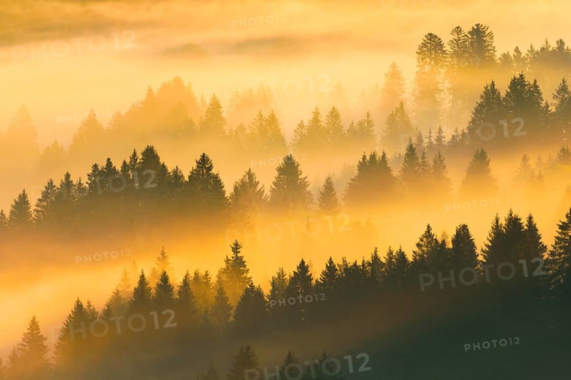 Fog and forest in Oberägeri in the canton of Zug, Switzerland, Europe