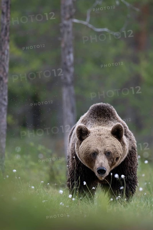 Brown bear (Ursus arctos) in the Finnish taiga, Kuusamo, Finland, Europe