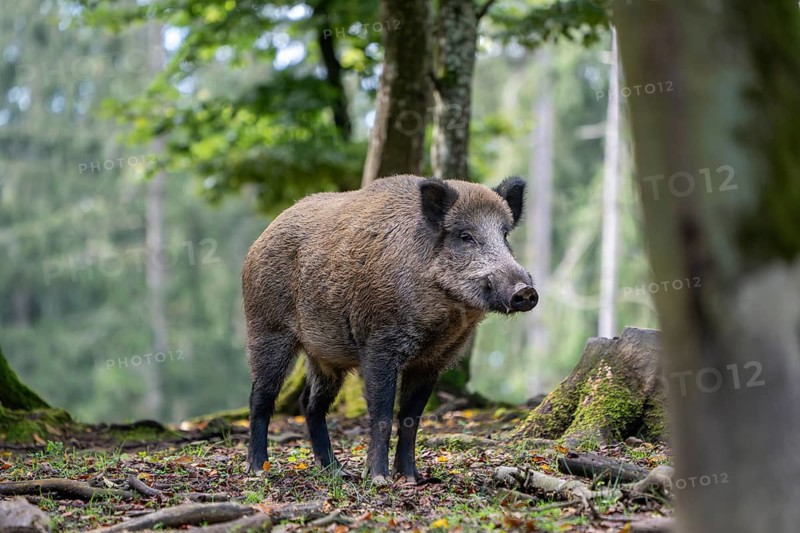 Wild boar (Sus scrofa), boar, Vulkaneifel, Rhineland-Palatinate, Germany, Europe
