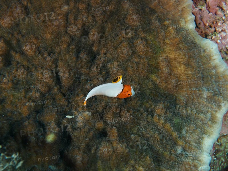 Small orange and white fish, spotted parrotfish (Cetoscarus ocellatus) juvenile, over a plate coral, dive site Close Encounters, Permuteran, Bali, Indonesia, Asia