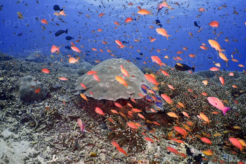 Hundreds of colourful fish, jewelled bannerfish (Pseudanthias squamipinnis), swimming lively over a coral reef, dive site SD, Nusa Ceningan, Nusa Penida, Bali, Indonesia, Asia