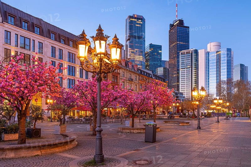 The ornamental cherries on Opernplatz in Frankfurt am Main, near the Alte Oper, are in full bloom in spring, Frankfurt am Main, Hesse, Germany, Europe