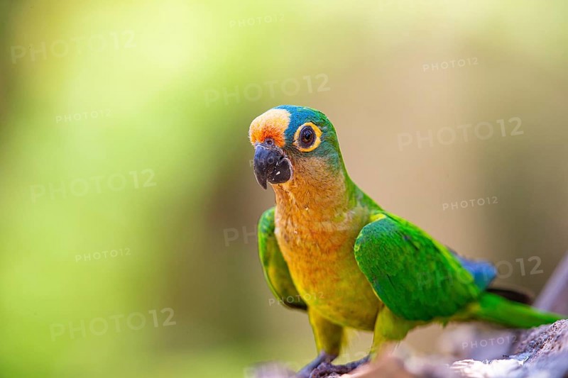 Peach-fronted conure (Aratinga aurea) Pantanal Brazil
