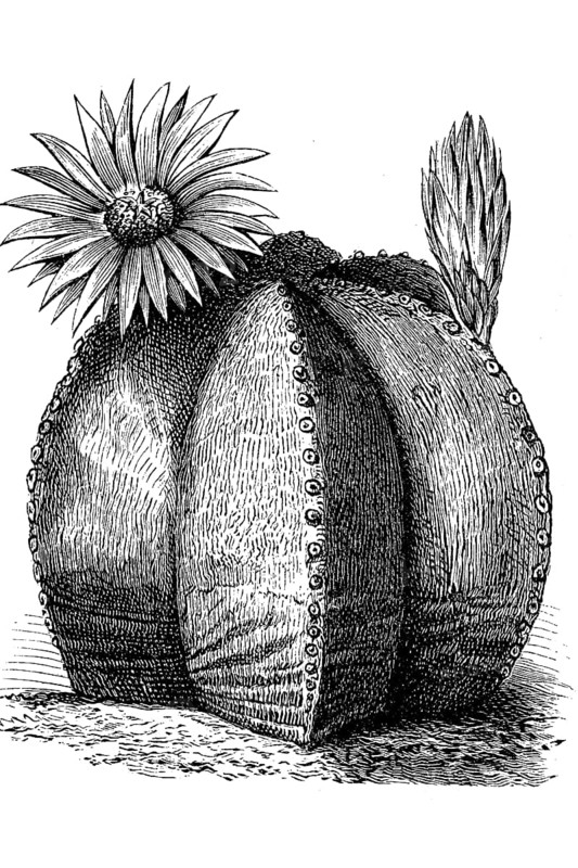 Cactus, Astrophytum myriostigma, with flower, illustration from 1890, historical, digital reproduction of an original from the 19th century