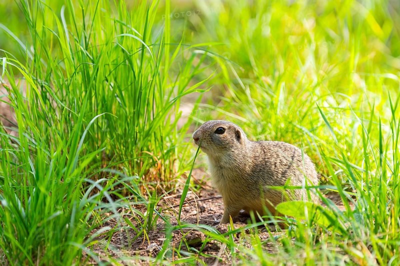 European ground squirrel (Spermophilus citellus) on a meadwo, Bavaria, Germany, Europe