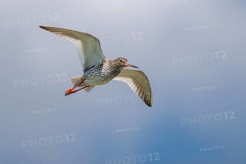 Common redshank (Tringa totanus) in flight, Hallig Hooge, Wadden Sea, Schleswig-Holstein, Germany, Europe