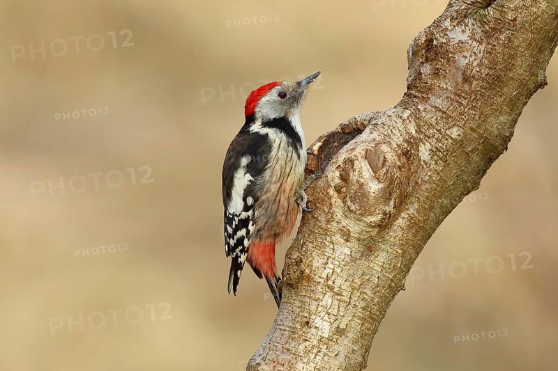 Middle spotted woodpecker (Dendrocopos medius) sitting at a water pot in a tree trunk, Animals, Birds, Woodpeckers, Wilnsdorf, North Rhine-Westphalia, Germany, Europe
