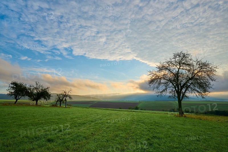 Green orchard meadow, apple tree, under a cloudy sky at sunrise in a quiet landscape, autumn, Eichelsbach, Elsenfeld, Spessart, Bavaria, Germany, Europe