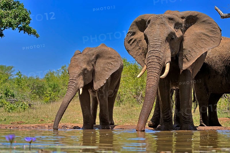 African elephant (Loxodonta africana), adult, female, mother, half-grown young, mother with half-grown young, at the water, drinking, Kruger National Park, Kruger National Park, South Africa, Africa