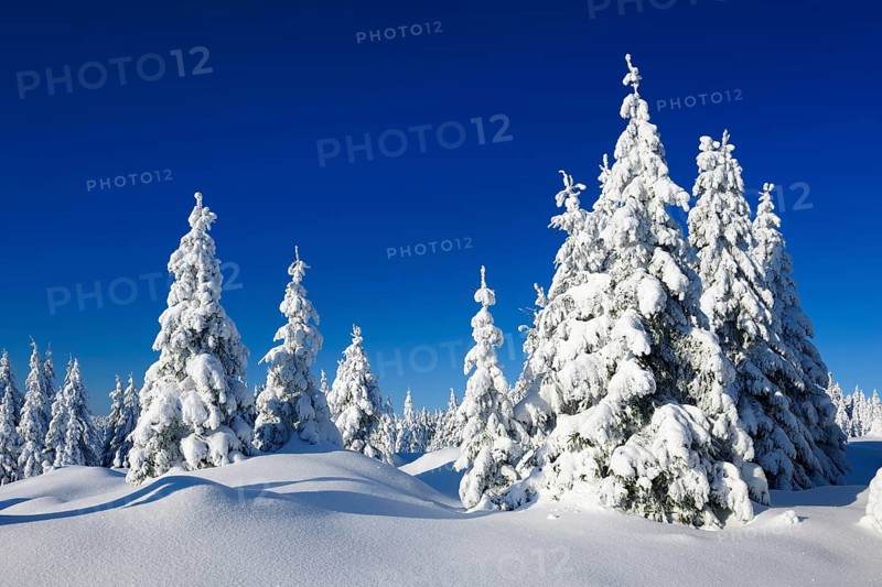 Snow-covered winter landscape, snow-covered spruces and sparkling snow crystals, Harz National Park, Saxony-Anhalt, Germany, Europe
