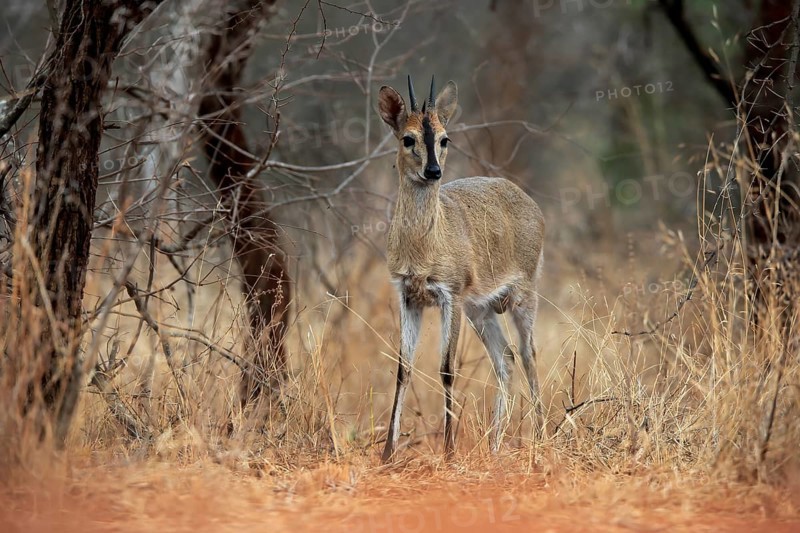 Crowned duiker (Sylvicapra grimmia), adult, male, foraging, Kruger National Park, Kruger National Park, Kruger National Park South Africa
