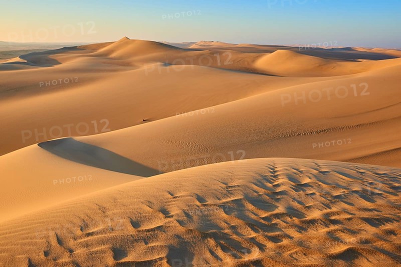 Endless sand dunes under a clear blue sky, glowing in golden sunlight, Matruh, Great Sand Sea, Libyan Desert, Sahara, Egypt, North Africa, Africa