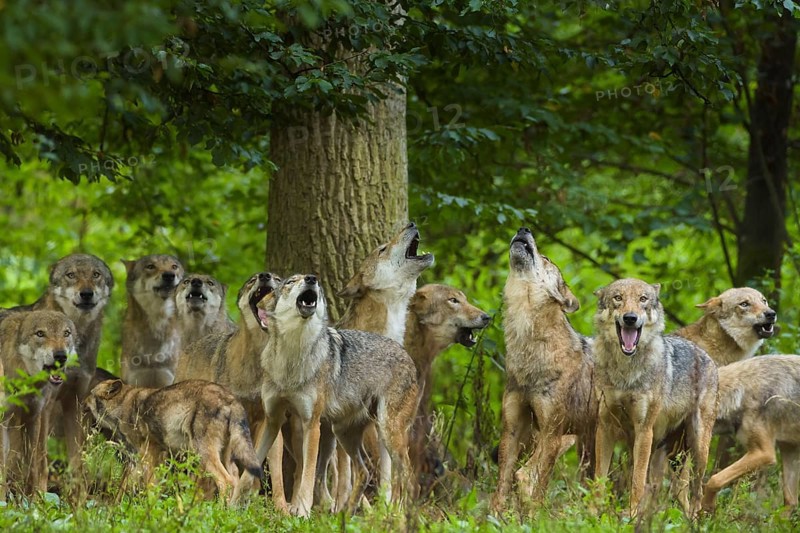 Wolf (Canis lupus), pack of wolves howling in forest, summer, Germany, Europe