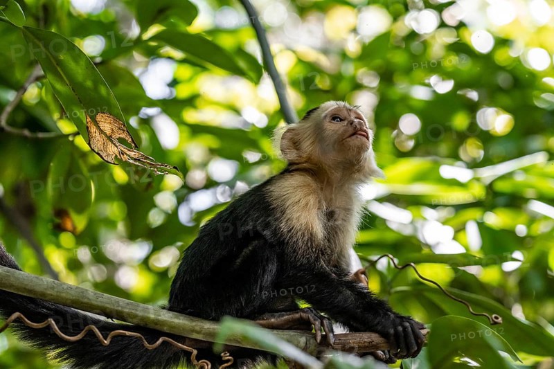 White-headed capuchin (Cebus imitator) in a tree, Cahuita National Park, Costa Rica, Central America