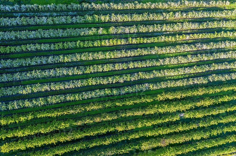 Apple farm near Lofthus at the Sörfjord, a branch of the Hardangerfjord, blomstering in May, drone shot, Hardanger, Norway, Europe