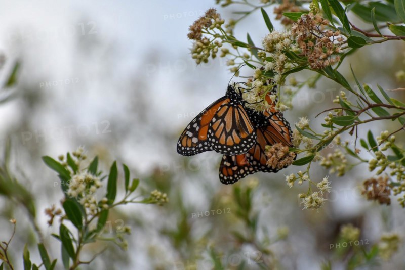 Several monarch butterflies (danaus erippus, the sister species of Danaus plexippus) on wildflower Austroeupatorium inulifolium, in Spanish mariposera, seen in Buenos Aires, Argentina, South America