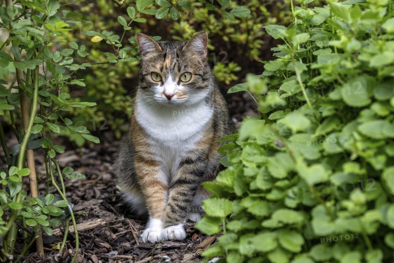 Cat, European shorthair, felidae (Felis catus), tricoloured, sitting between plants, Baden-Württemberg, Germany, Europe