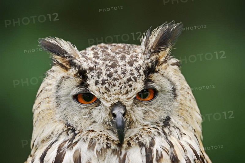 Bengal Eagle Owl or Indian Eagle Owl (Bubo bengalensis, Bubo bubo bengalensis), portrait, captive, occurrence in Asia