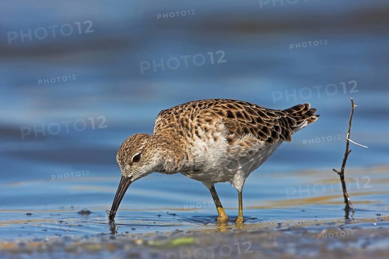 Ruff (Philomachus pugnax), female, Narew, Bialystok, Podlasie, Poland, Europe